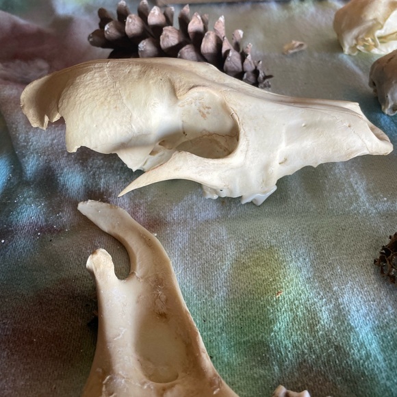 Misc bones / skulls - wild Turkey , coyote & deer jaws - all from Ky - Picture 3 of 6